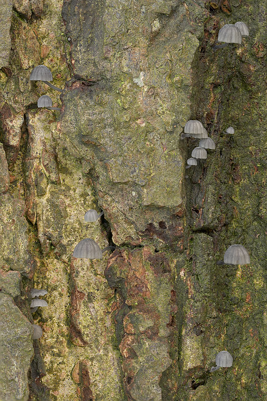 Mycena pseudocorticola